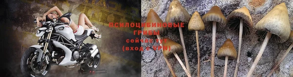 гидра Новозыбков